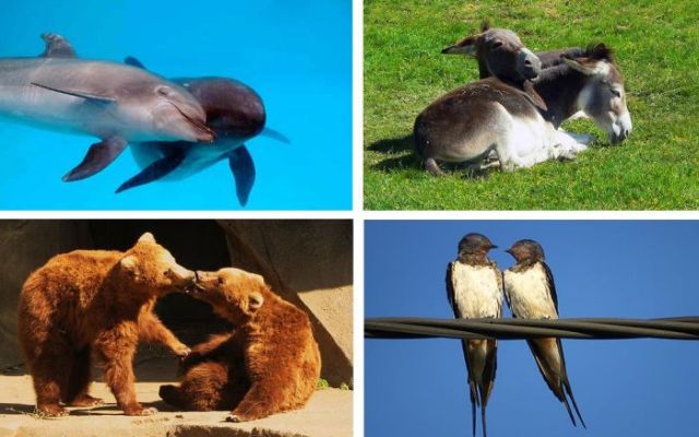 Love Is in the Air (18 pics)