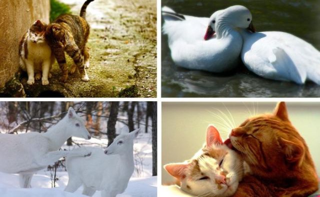 Love Is in the Air (18 pics)