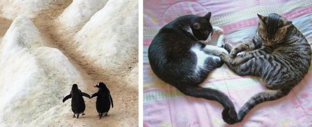 Love Is in the Air (18 pics)
