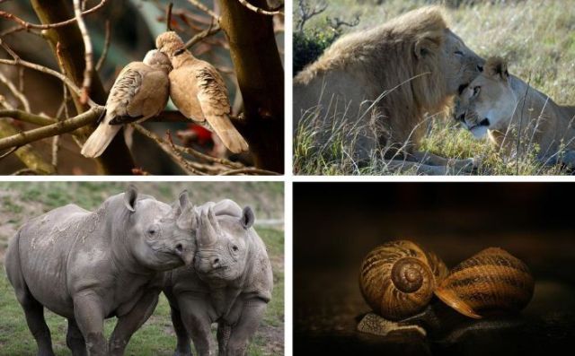Love Is in the Air (18 pics)
