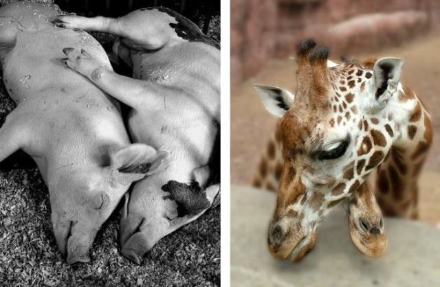 Love Is in the Air (18 pics)