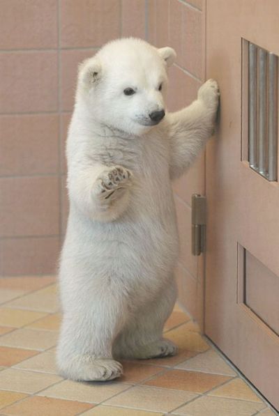 These funny animals (35 pics)