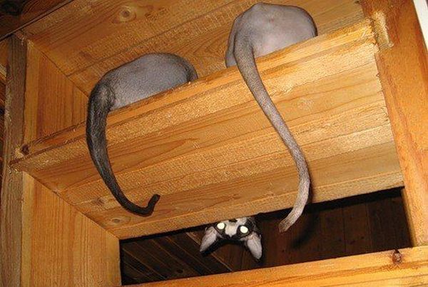 These funny animals (35 pics)