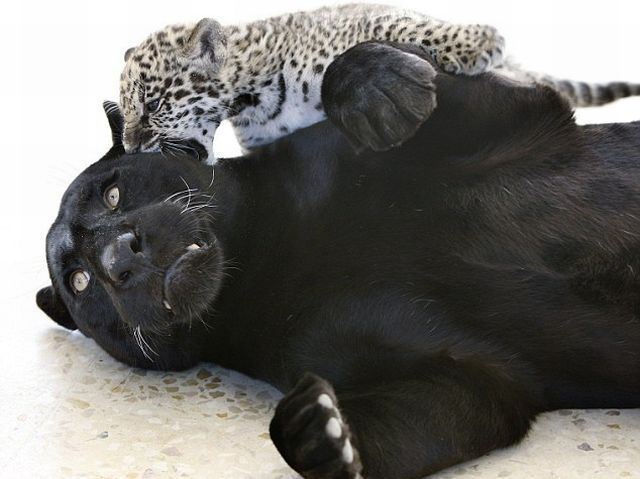 These funny animals (47 pics)