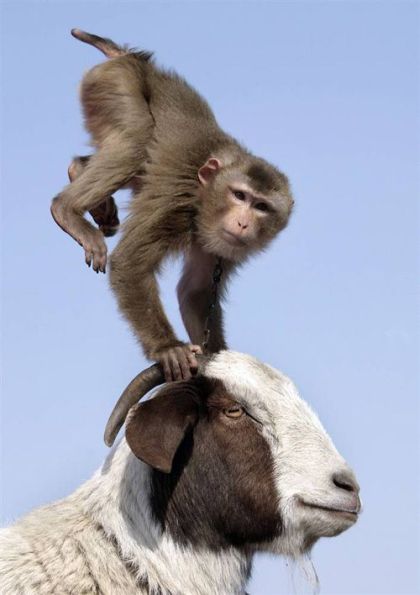 These funny animals (47 pics)