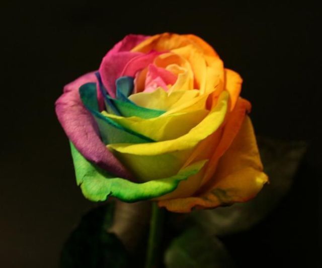 Pretty Posies (13 pics)
