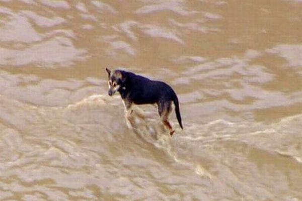 Dramatic Dog Rescue (16 pics)