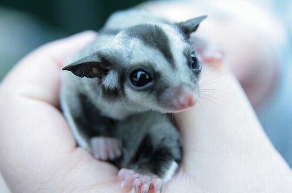 Pocket Sized Pets (26 pics)