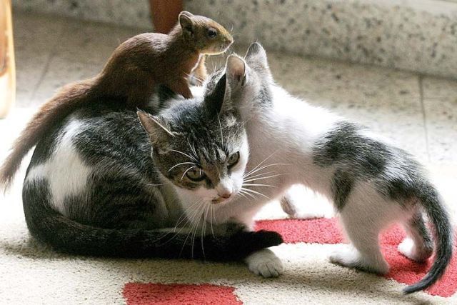 These funny animals (33 pics)