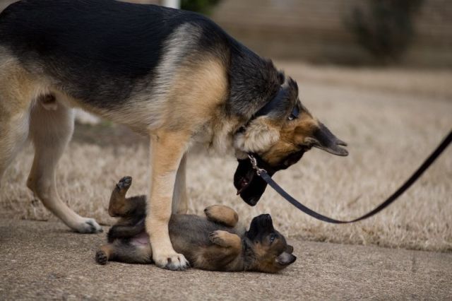 These funny animals (39 pics)