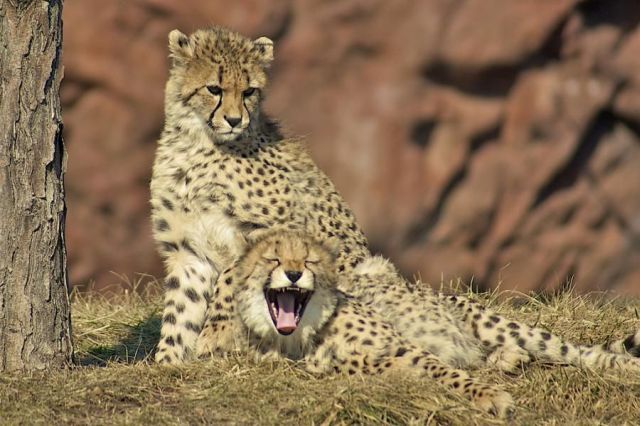 These funny animals (39 pics)