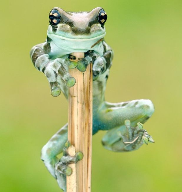 Close Ups of Small Animals and Insects (73 pics)