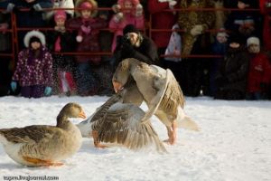 Curiosities and bonus pictures