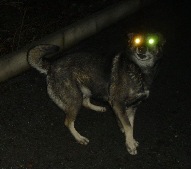 These funny animals (37 pics)