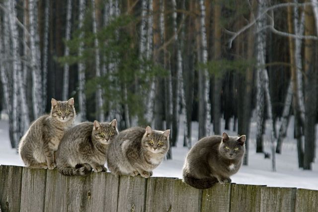 These funny animals (37 pics)
