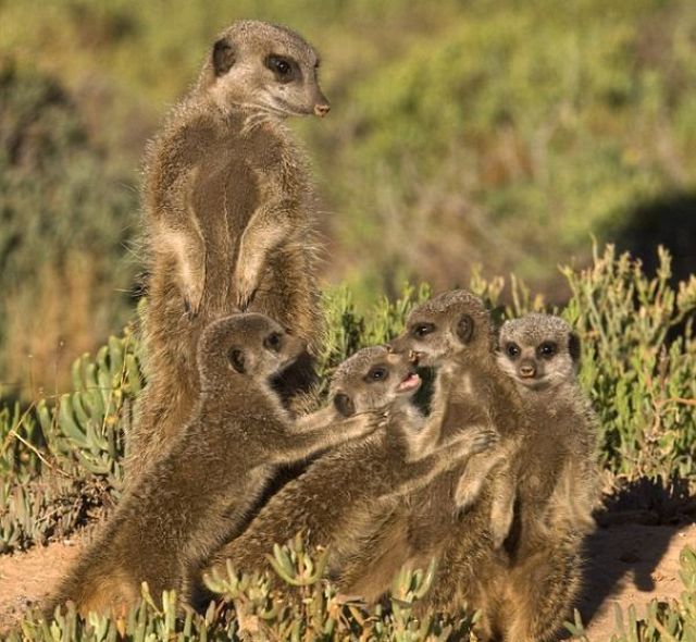 These funny animals (40 pics)