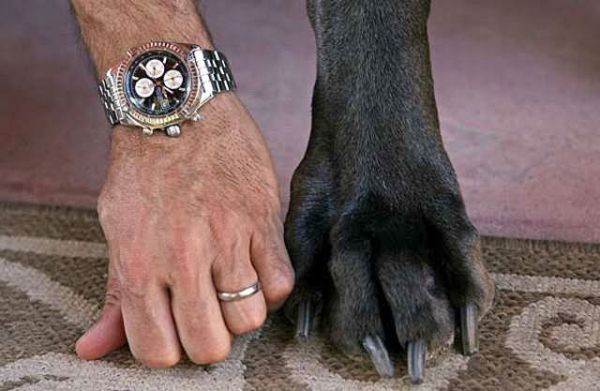 World's Tallest Living Dog (24 pics)