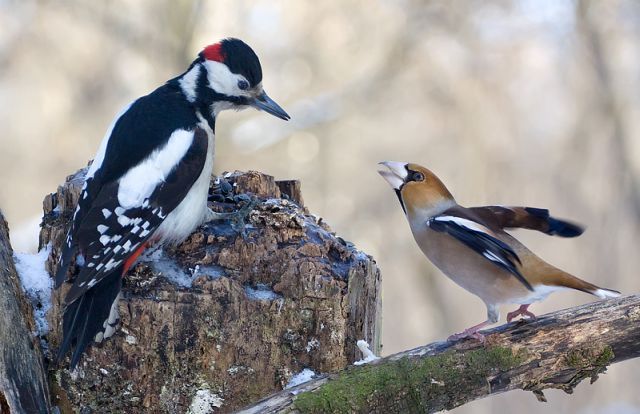 A Kiss Goodbye (5 pics)