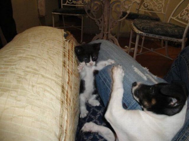 These funny animals (46 pics)