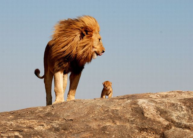 These funny animals (46 pics)