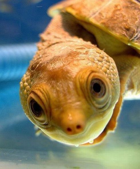 These funny animals (38 pics)