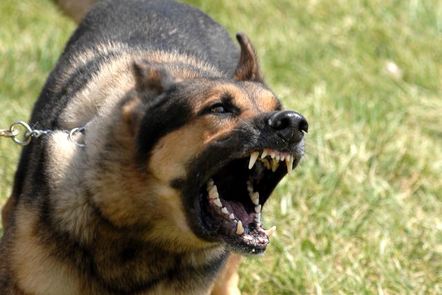 Why Dogs Bite People (21 pics)