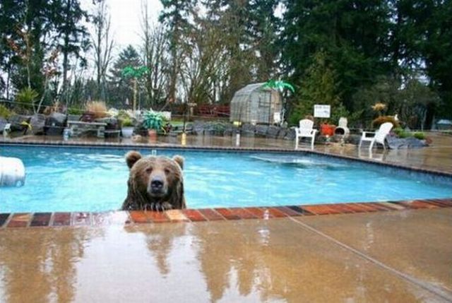 These funny animals (43 pics)