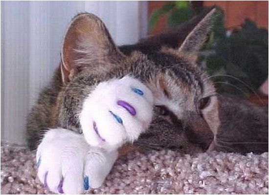 These funny animals (43 pics)