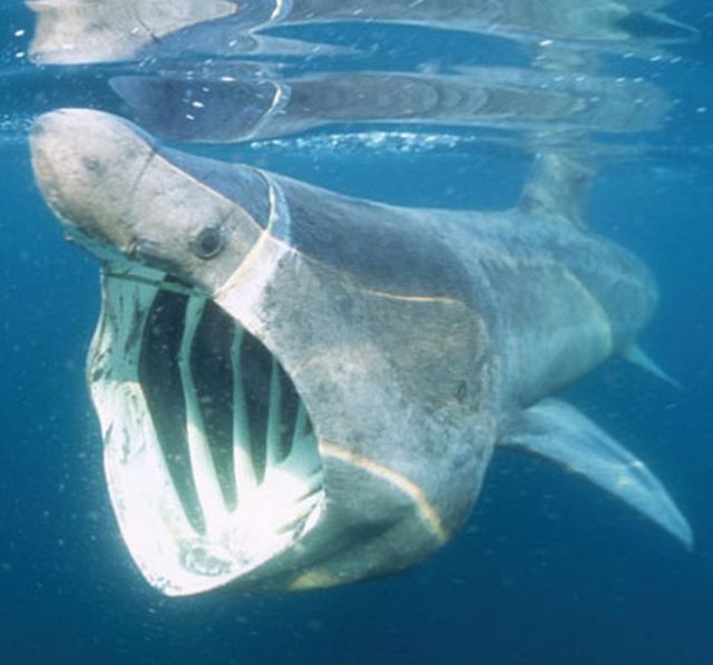 The Most Unusual Monsters: Sharks (19 pics)
