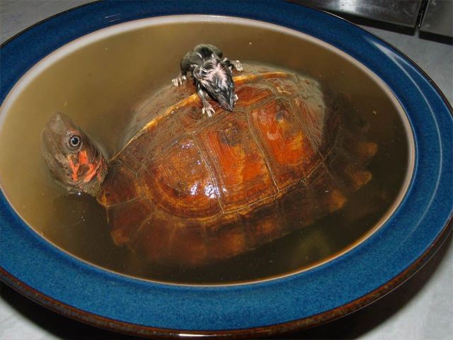 These funny animals (37 pics)