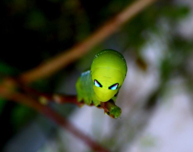 Beautiful Creepy Crawlers (33 pics)