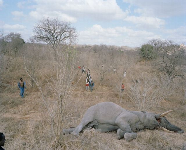 Elephant Anyone? (9 pics)