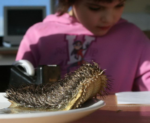 Make Up a Name for This Monster (9 pics)