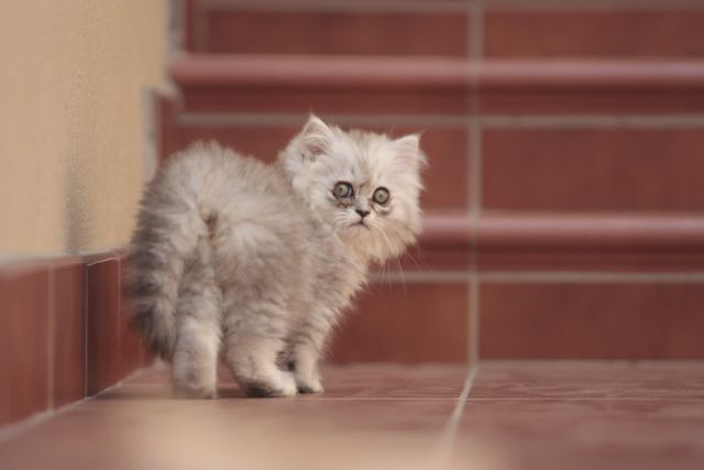 These funny animals (63 pics)