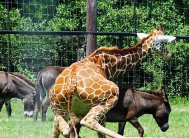 Pervert Animals. Part 2 (24 pics)
