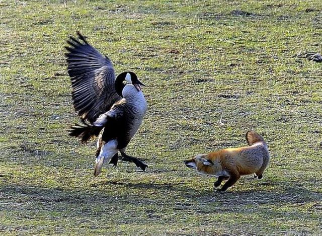 Wrong Dinner (5 pics)