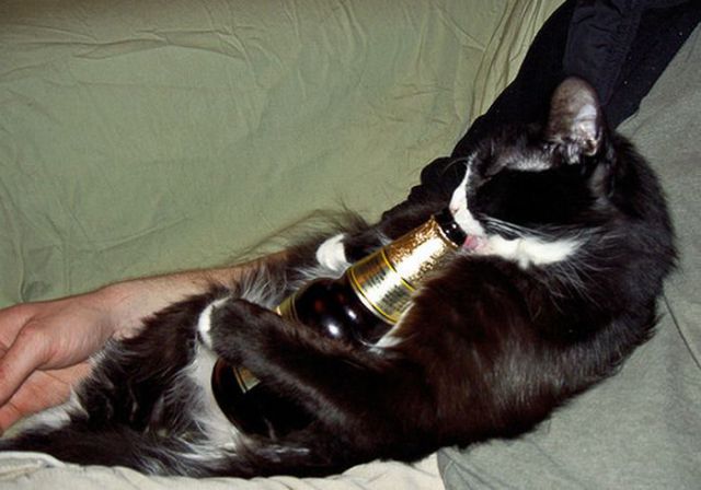 Cats Also Drink Beer (25 pics)