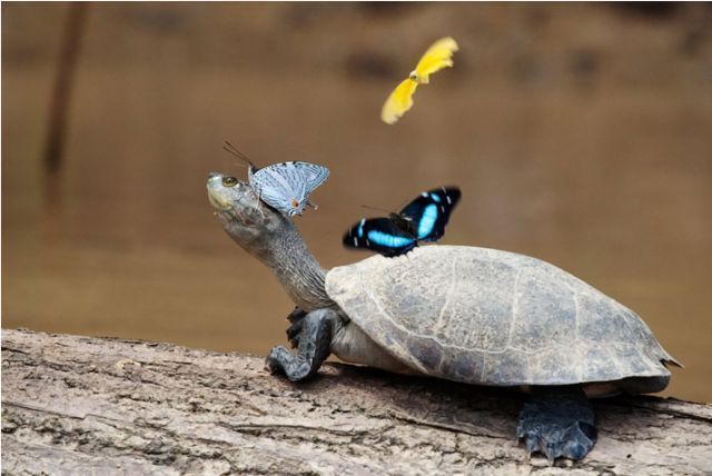 These funny animals (45 pics)
