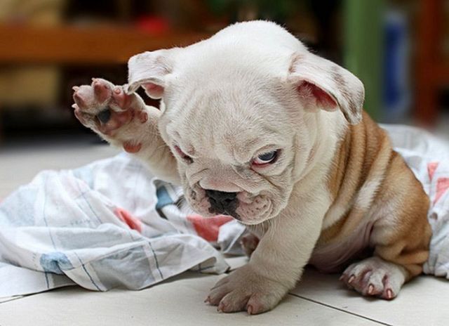 These funny animals (45 pics)