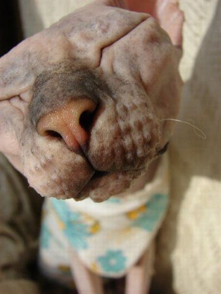 These funny animals (45 pics)