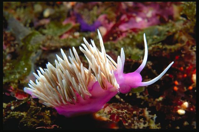 Amazing Sea Slugs (31 pics)