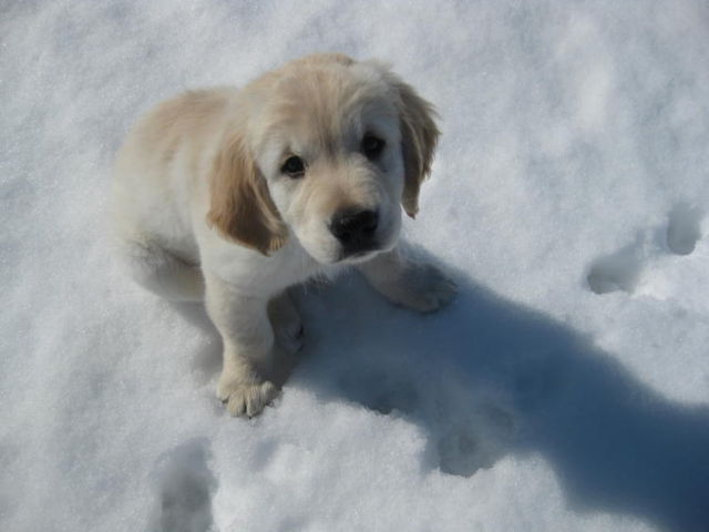 Such a Precious Puppy! (15 pics)