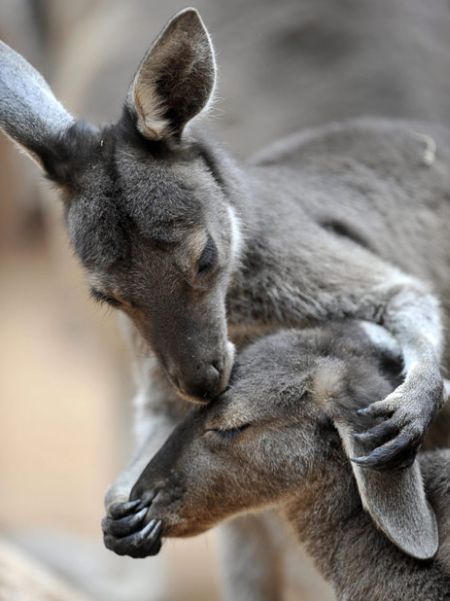 These funny animals (47 pics)