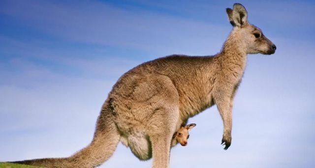 These funny animals (44 pics)