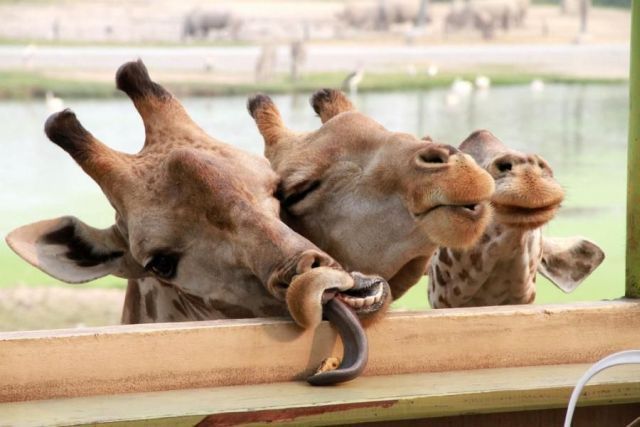 These funny animals (44 pics)