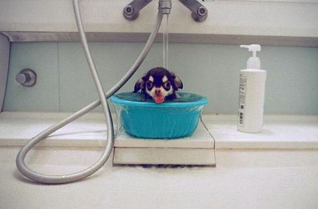 Bath Time for Dogs (29 pics)