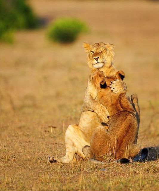 These funny animals (46 pics)