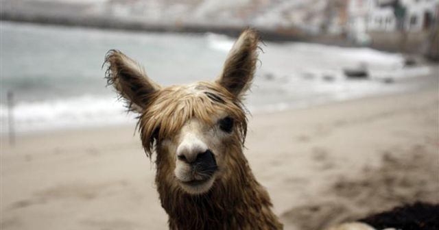 Watch Alpaca Surf! (5 pics)