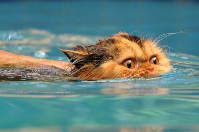 These funny animals (45 pics)