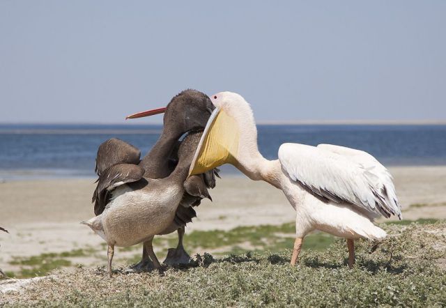 These funny animals (45 pics)